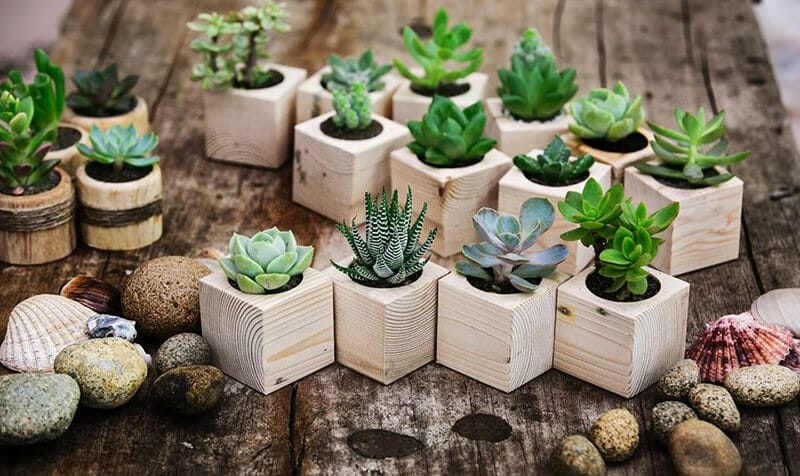 “HÁI RA TIỀN” TỪ KINH DOANH CÂY CẢNH MINI